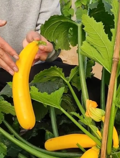 "香蕉西葫芦"种植简单产量高,营养丰富口感好,老人孩子都喜欢