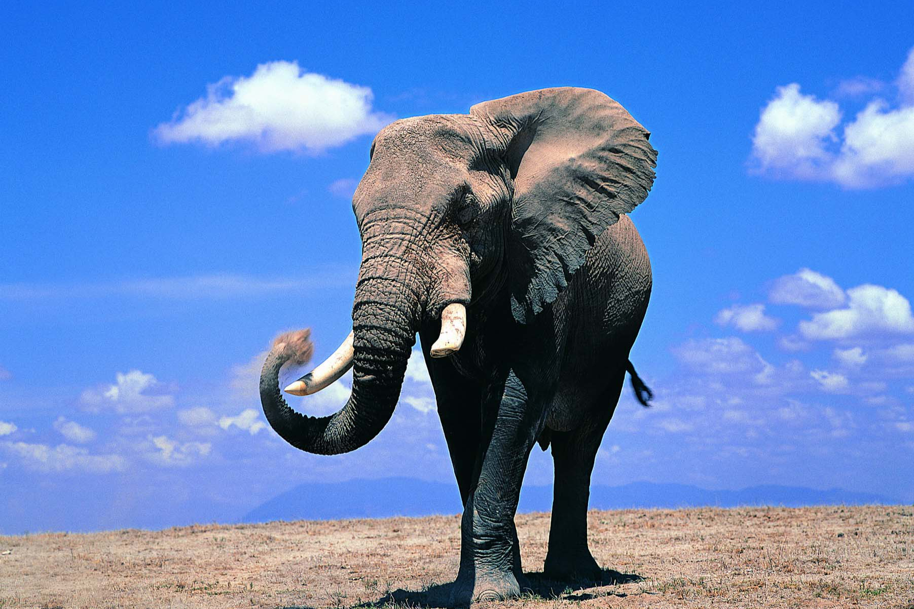 大象的寓意:吉祥,智慧和财富等