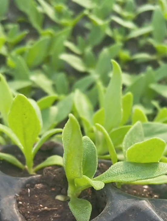 冰菜苗教你要如何种植?30天就能采收,口感好品质高,采收期长!-度小视
