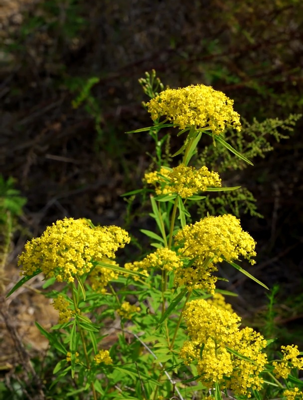 植物科普:岩败酱,全身可以入药,有见过的吗-度小视