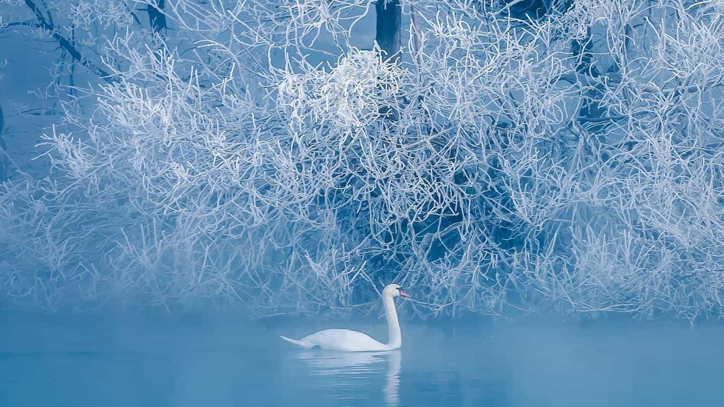 海龙的帽子狐嗉的大衣图片