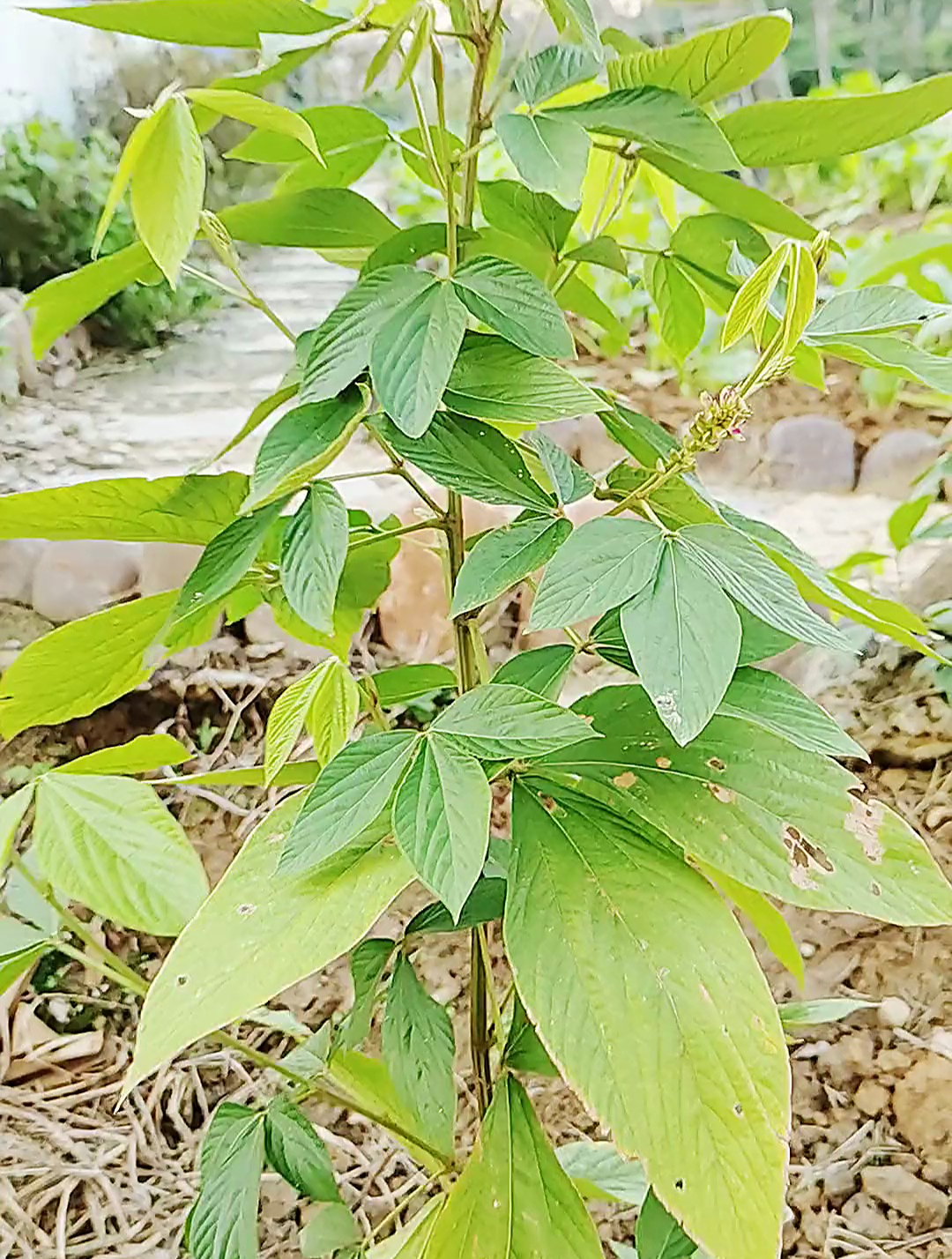 千金拔又名金鸡独立