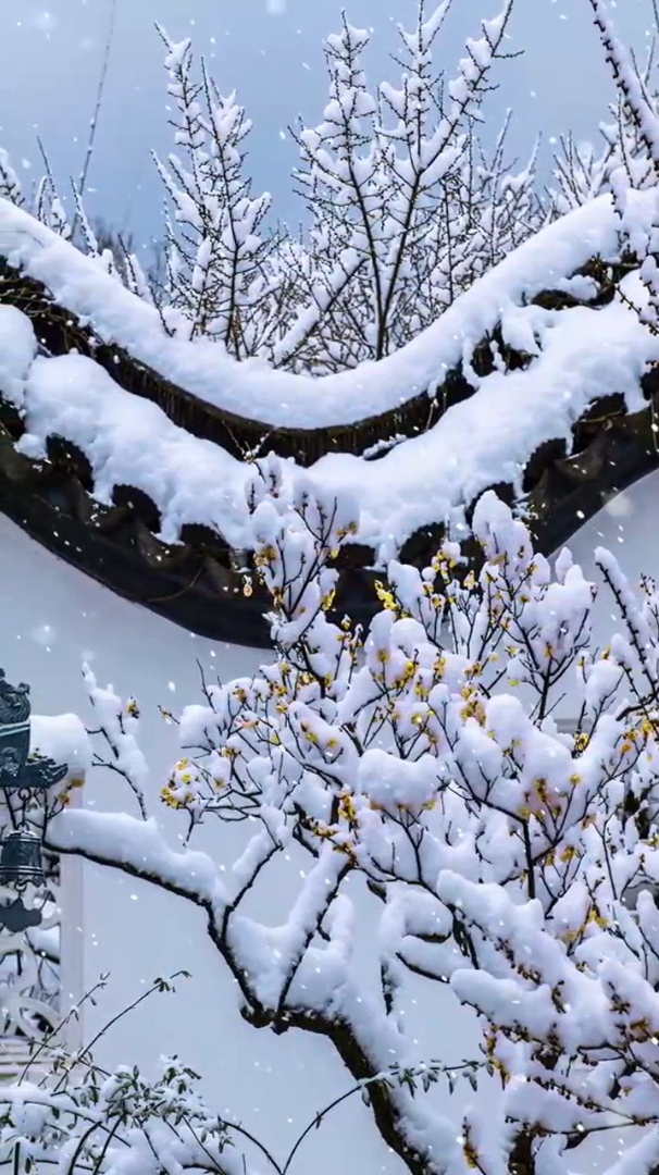 治愈系风景欣赏:人间梅雪醉多情,玉树临风在其中嫣然