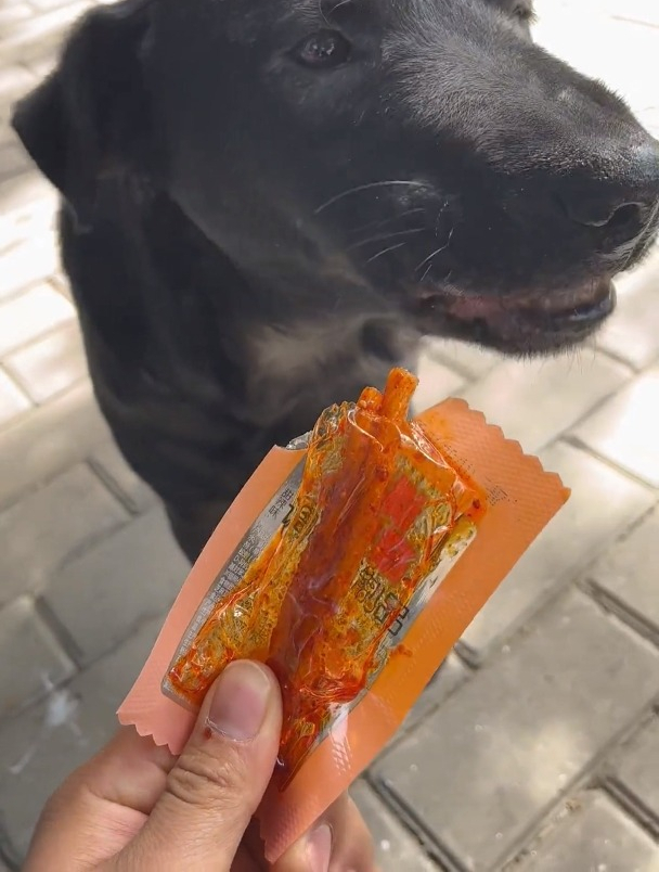 爱吃辣条的狗狗,网友:不愧是中华田园犬-度小视