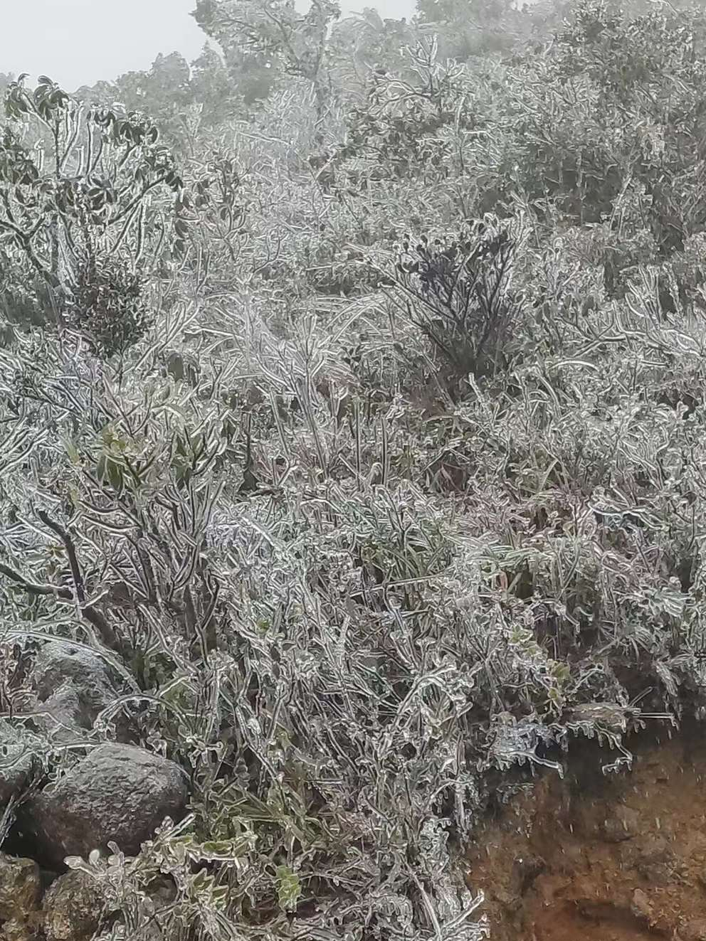 罗浮山结冰图片