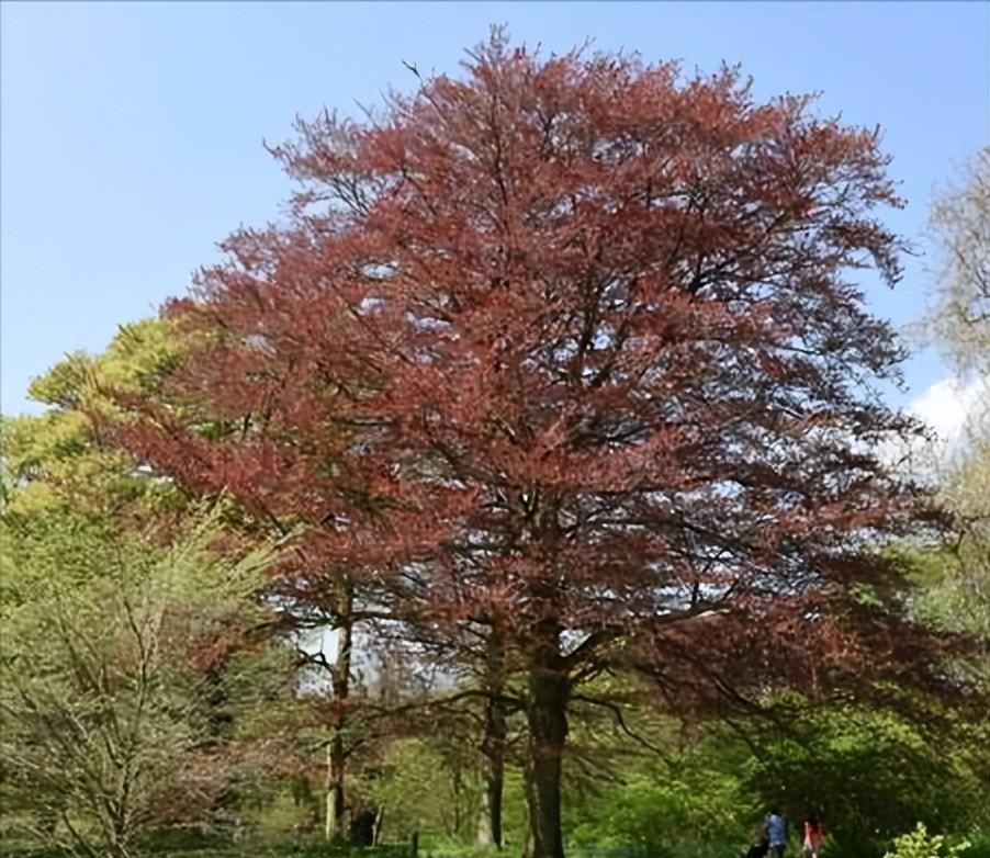 珍贵栽培树种——水青冈的景观价值,园林用途和市场前景分析