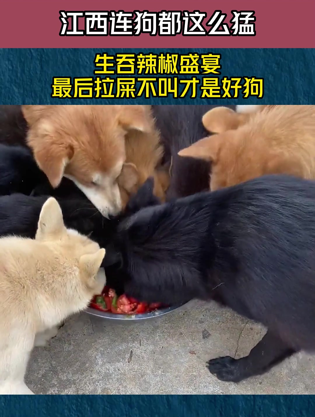 江西连狗都这么猛,生吞辣椒盛宴,最后拉屎不叫才是好狗-度小视