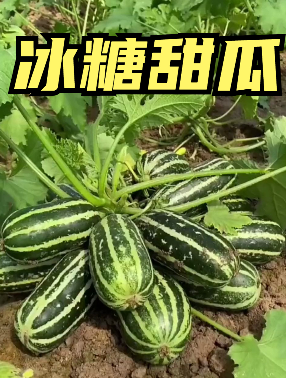 冰糖甜瓜,香甜可口,适合阳台小院四季种植