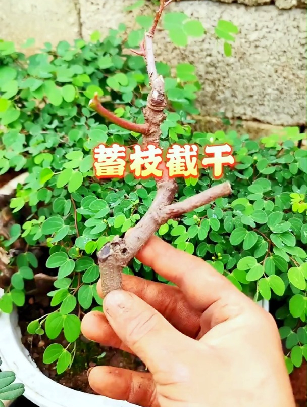 玩盆景总听说"蓄枝截干",具体是怎么操作的呢?-度小视