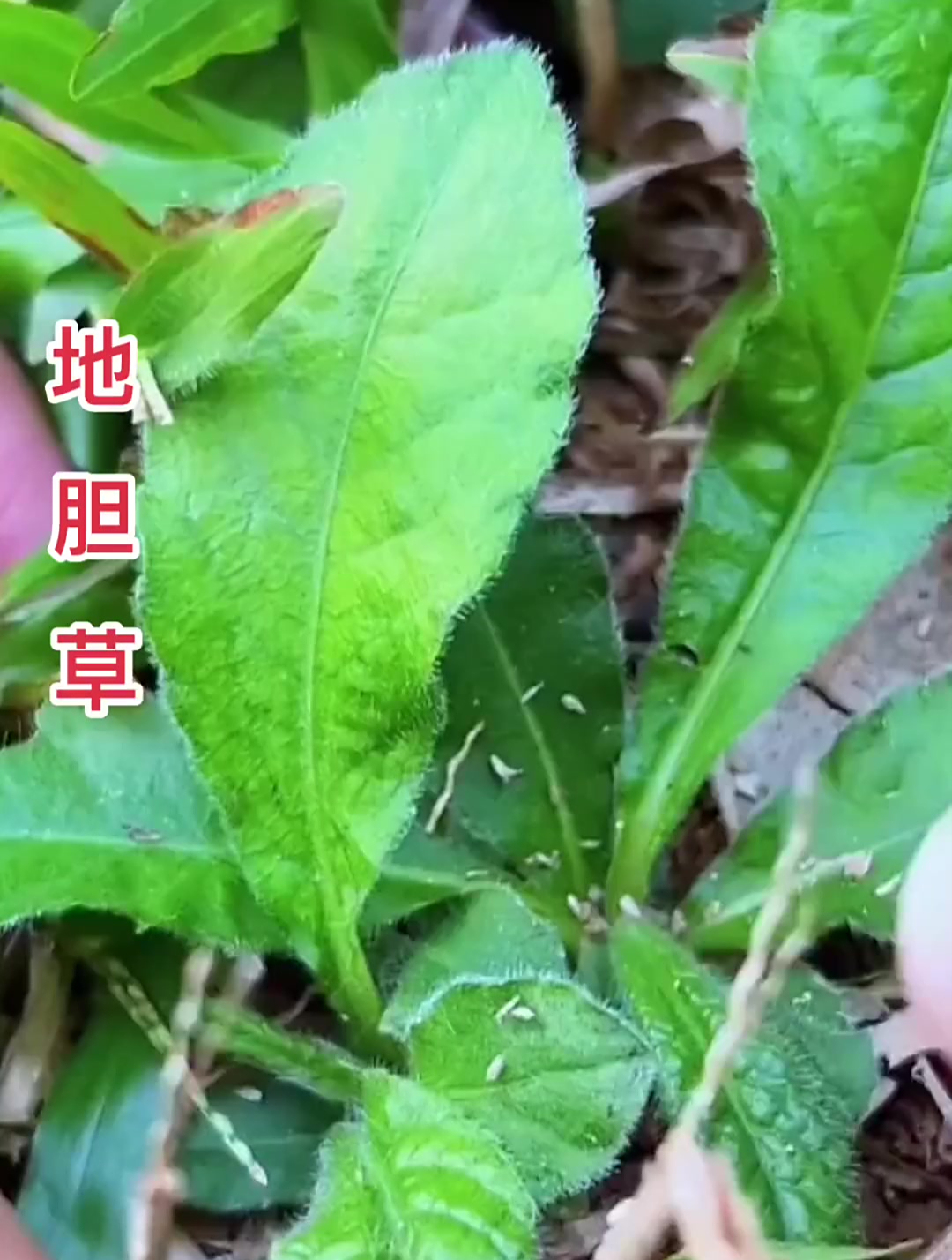 地胆草有清热利湿的作用,你们家乡会用它来煲汤吗?