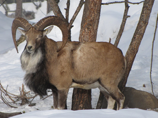大角大野羊——马可波罗盘羊