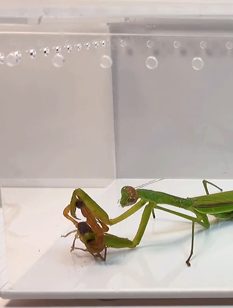 螳螂vs蝎子 结果竟如此出人意料!3-度小视