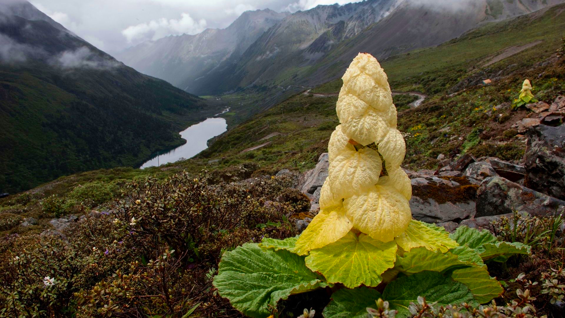 川藏线上的"白菜",猪都不能拱,人更不能吃