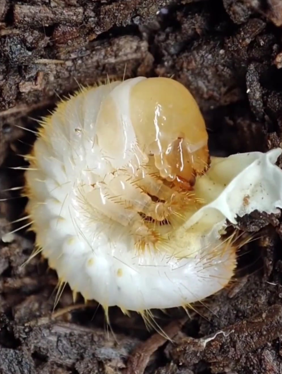 50x倍速记录锹甲卵破壳而出全程!见证生命的盛放