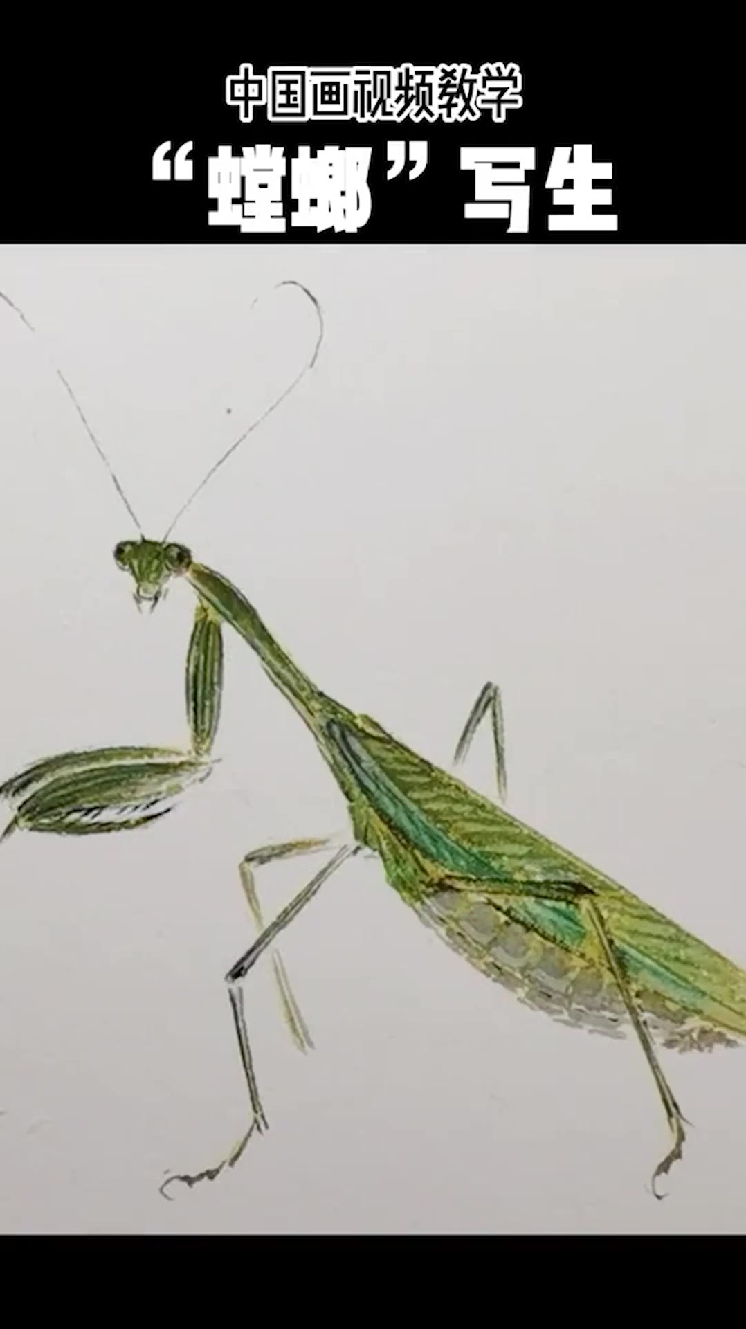 "螳螂"写生中国画工笔草虫-度小视