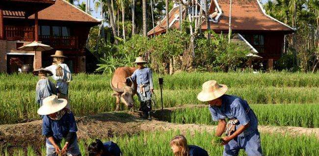 82年开始,泰国农业工业化和主要生产资料市场发展情况
