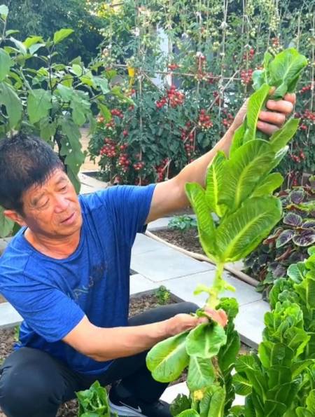 可以一层一层劈叶子吃的"孔雀菜",其实是生菜的一种!-度小视