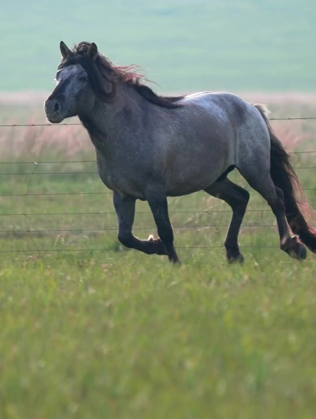 帅帅的青马大哥!蒙古马