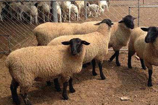 萨福克羊和杜泊绵羊哪个好?