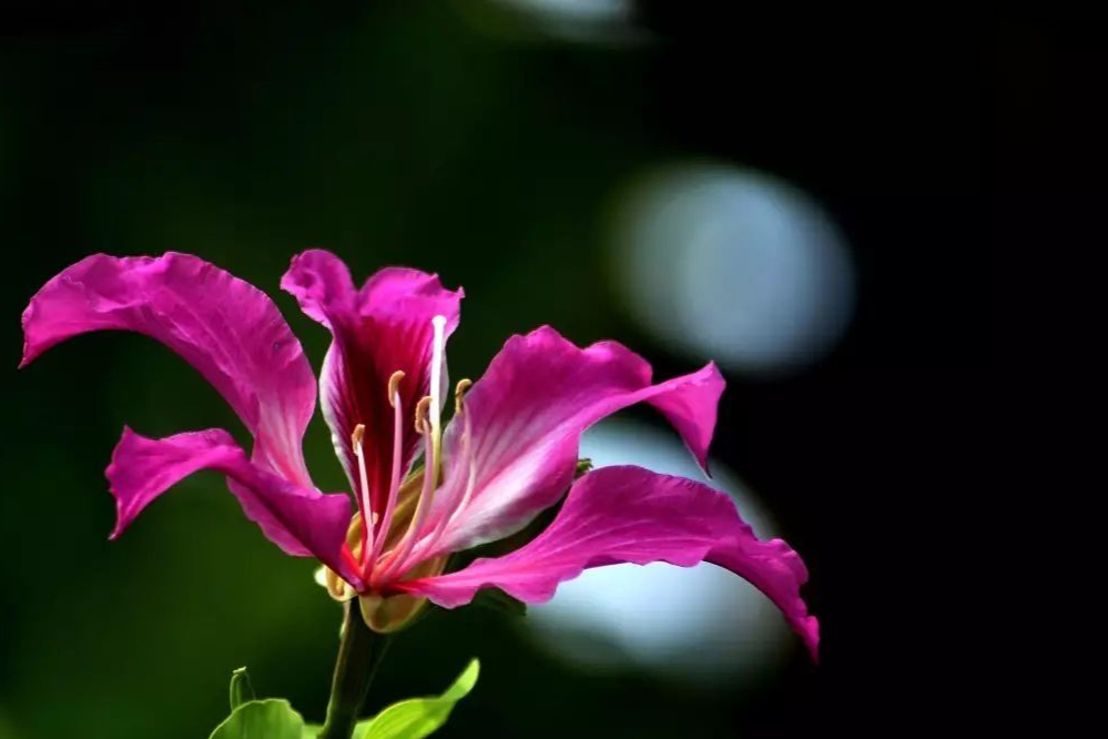 紫荆花是香港还是澳门的花呢?