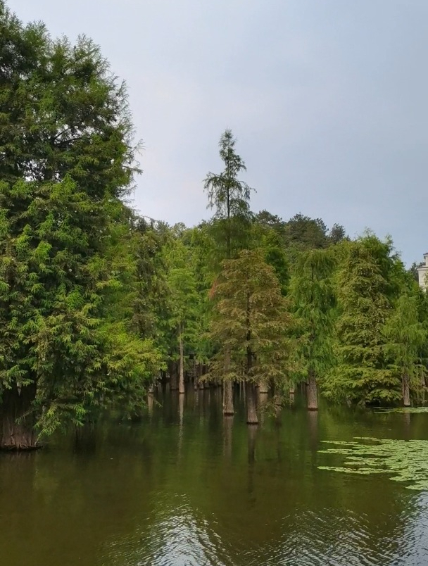 杭州青山湖水上森林公园