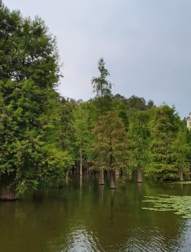 青山湖水上森林公园图片