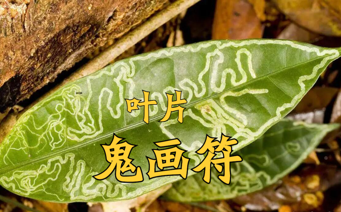 蔬菜种植,叶片出现"鬼画符"的现象,多半原因是它在作怪