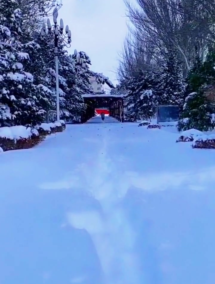 内蒙通辽大雪破纪录,大雪美景,雪松美景共赏,银装素裹