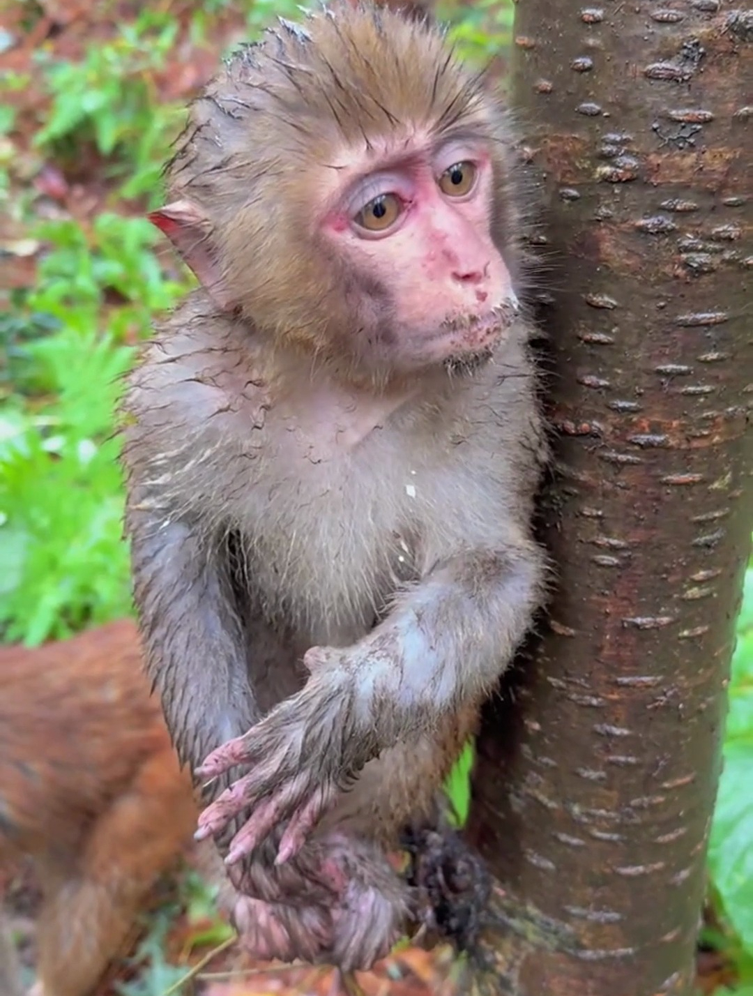 小猴子身上为什么湿漉漉的