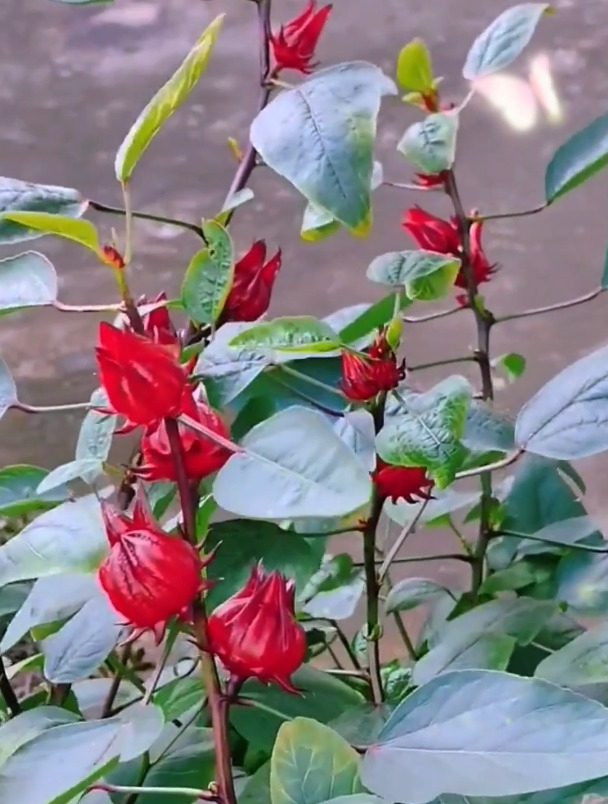 植物界的"红宝石"洛神花,又叫红桃k,女性多喝它皮肤好!