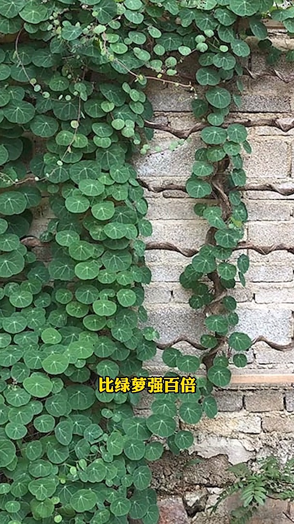 适合室内的爬藤神器,山乌龟-度小视