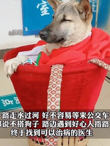 观社会事3430粉丝  关注美女过安检被故意揩油,眼神让流氓变本加厉