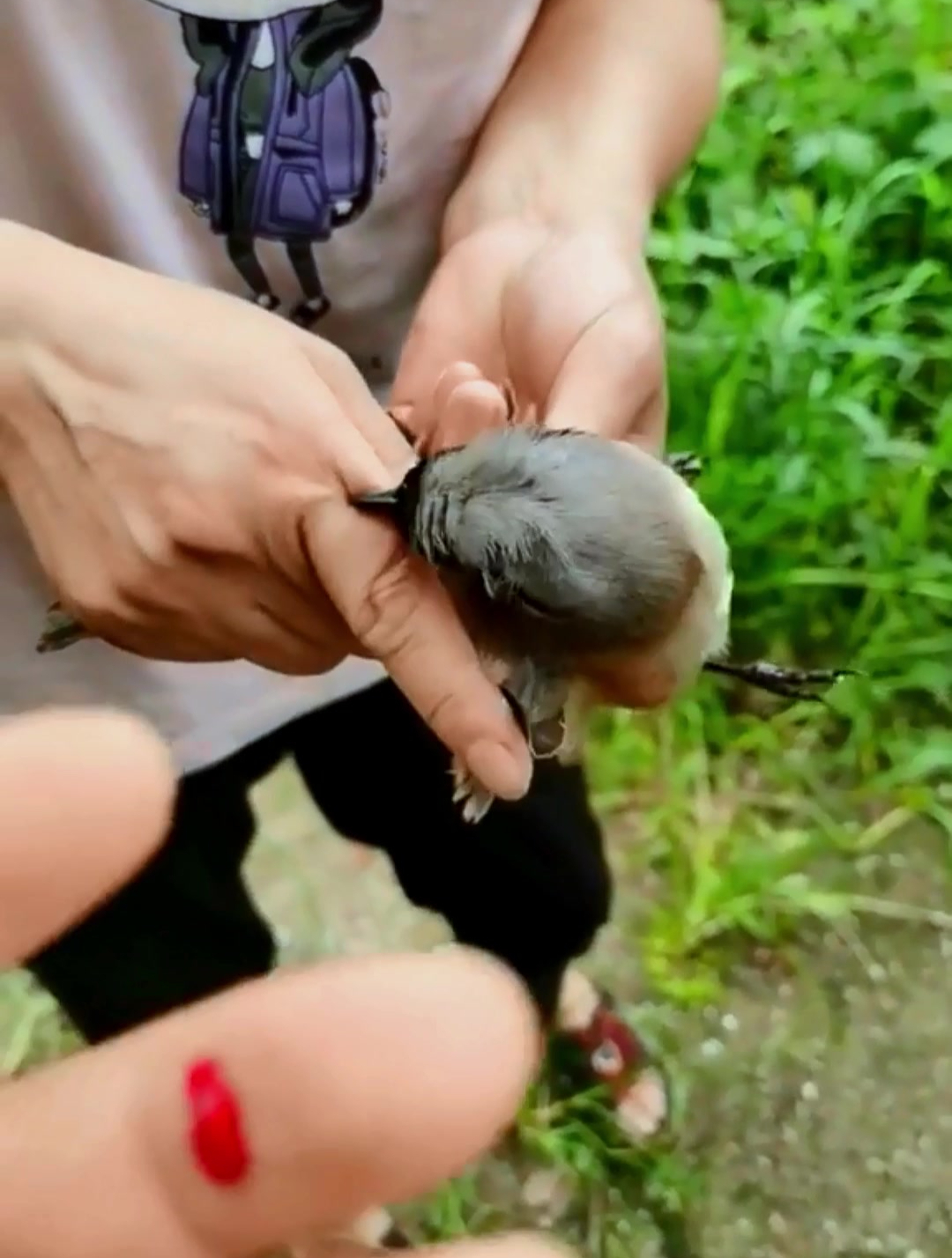 屠夫伯劳鸟太凶了!