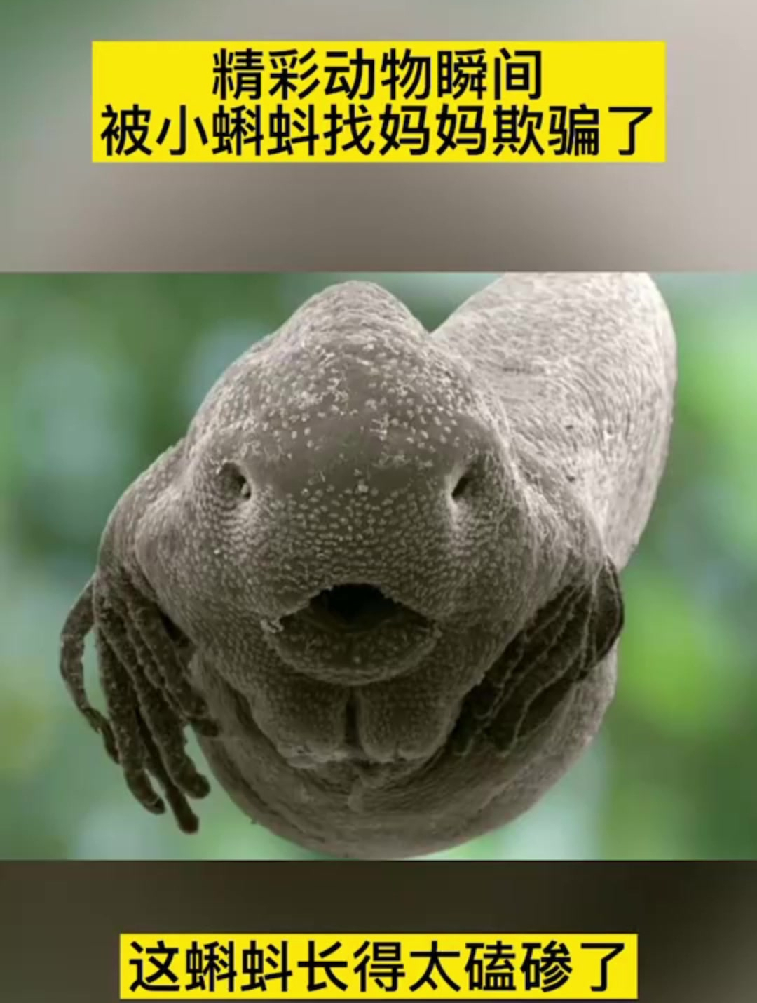 这蝌蚪放大太磕碜了