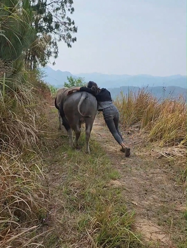 姐姐騎牛沒料到有限高,接下來才是雜技團的高難度表演