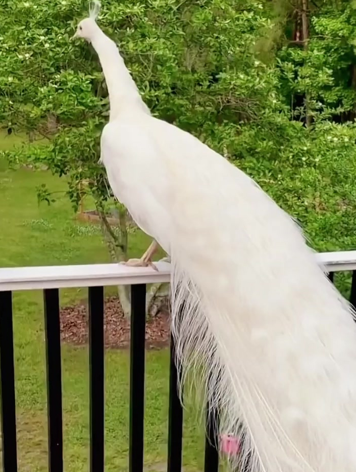 白孔雀飞翔和开屏这么罕见的一幕,第一时间你会分享给谁?