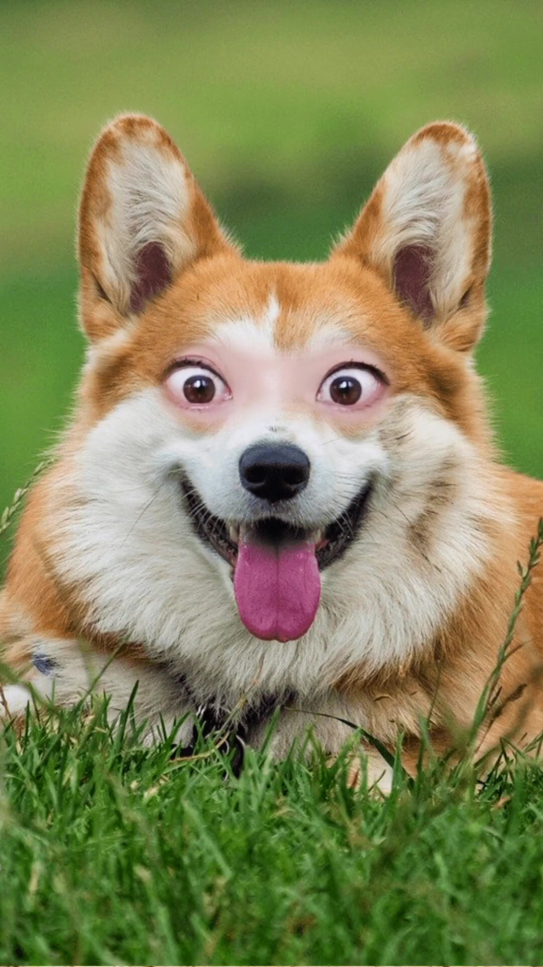 这眼睛可谓是物归原主了,两眼一瞪很是应景,和原装的一样!