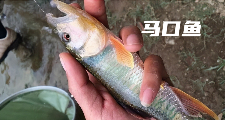 桃花鱼和马口鱼的区别