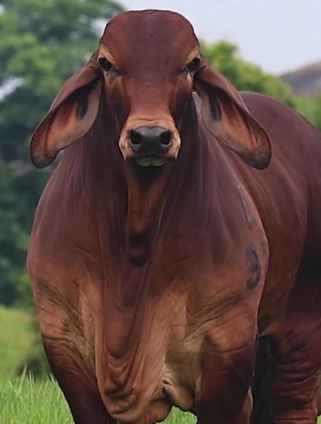 牛中的杂交之王婆罗门牛
