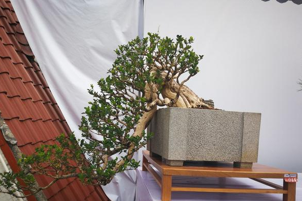 岭南盆景新技法的"新蓄枝截干法"