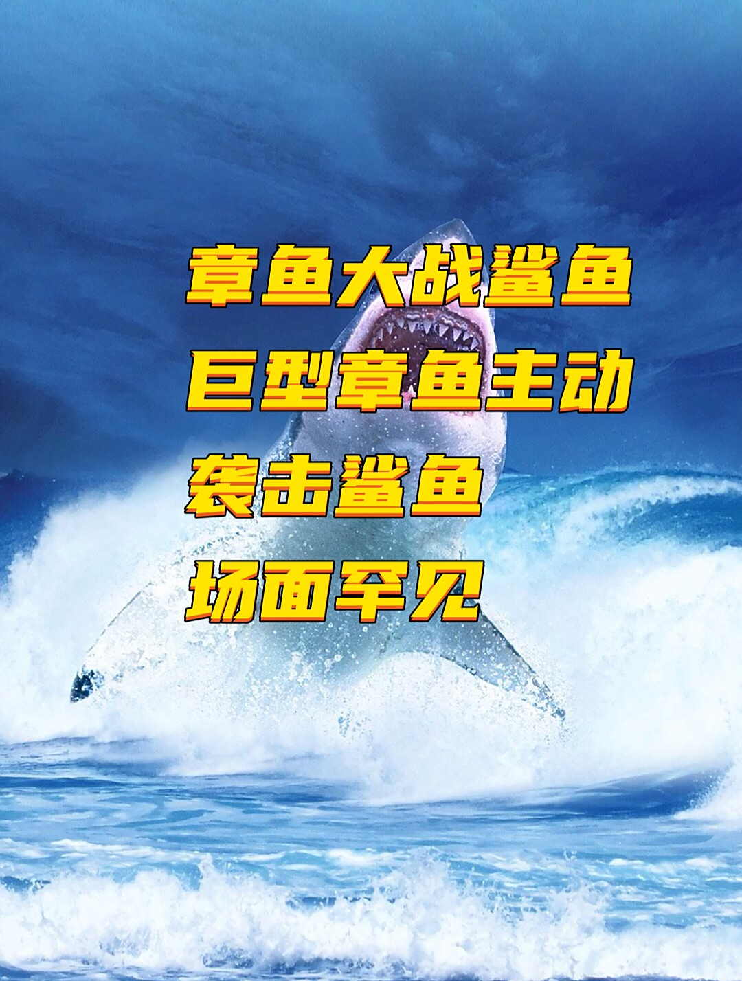 章鱼大战鲨鱼,巨型章鱼主动袭击鲨鱼,场面罕见5-度小视