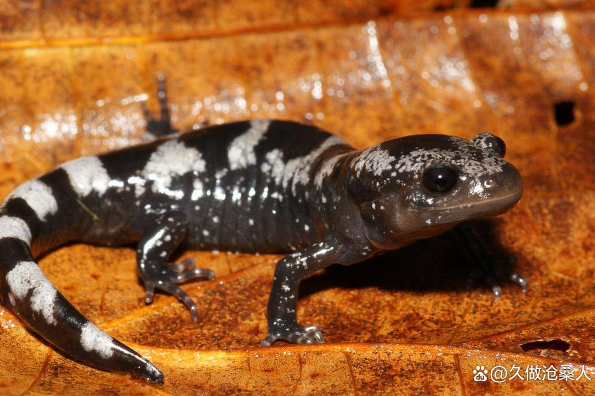 蝾螈是一种具有可爱外表和特殊生态价值的两栖动物.