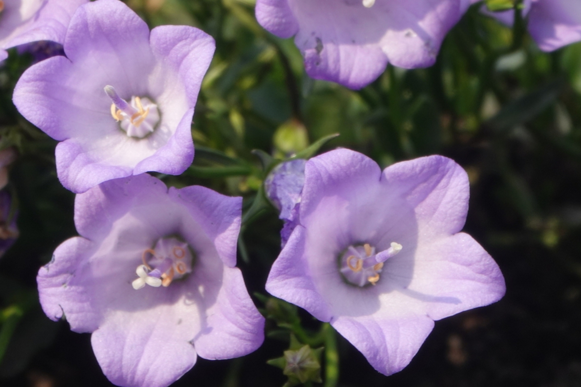 紫色风铃花是一种独特而美丽的花卉,其花语充满了优雅与宁静的象征