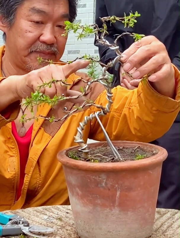 石榴小盆景如何拿弯造型怎样结顶更具观赏性看操作