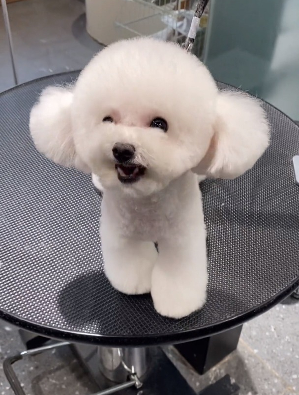 我们糯米狗如其名,白白净净的,看着就想咬一口 萌宠出道计划-度小视