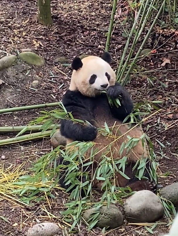 熊猫肉肉抱着竹子放开了吃,萌嘟嘟的大脸依旧,好可爱!