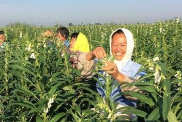 芝麻種植行距和株距?芝麻種植行距的選擇?芝麻種植株距的調整?