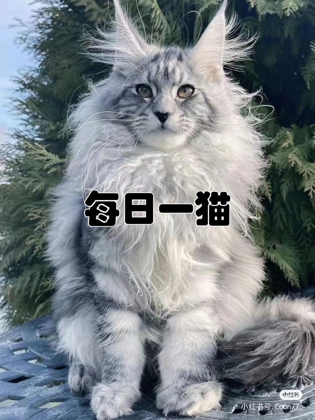 长毛猫缅因图片