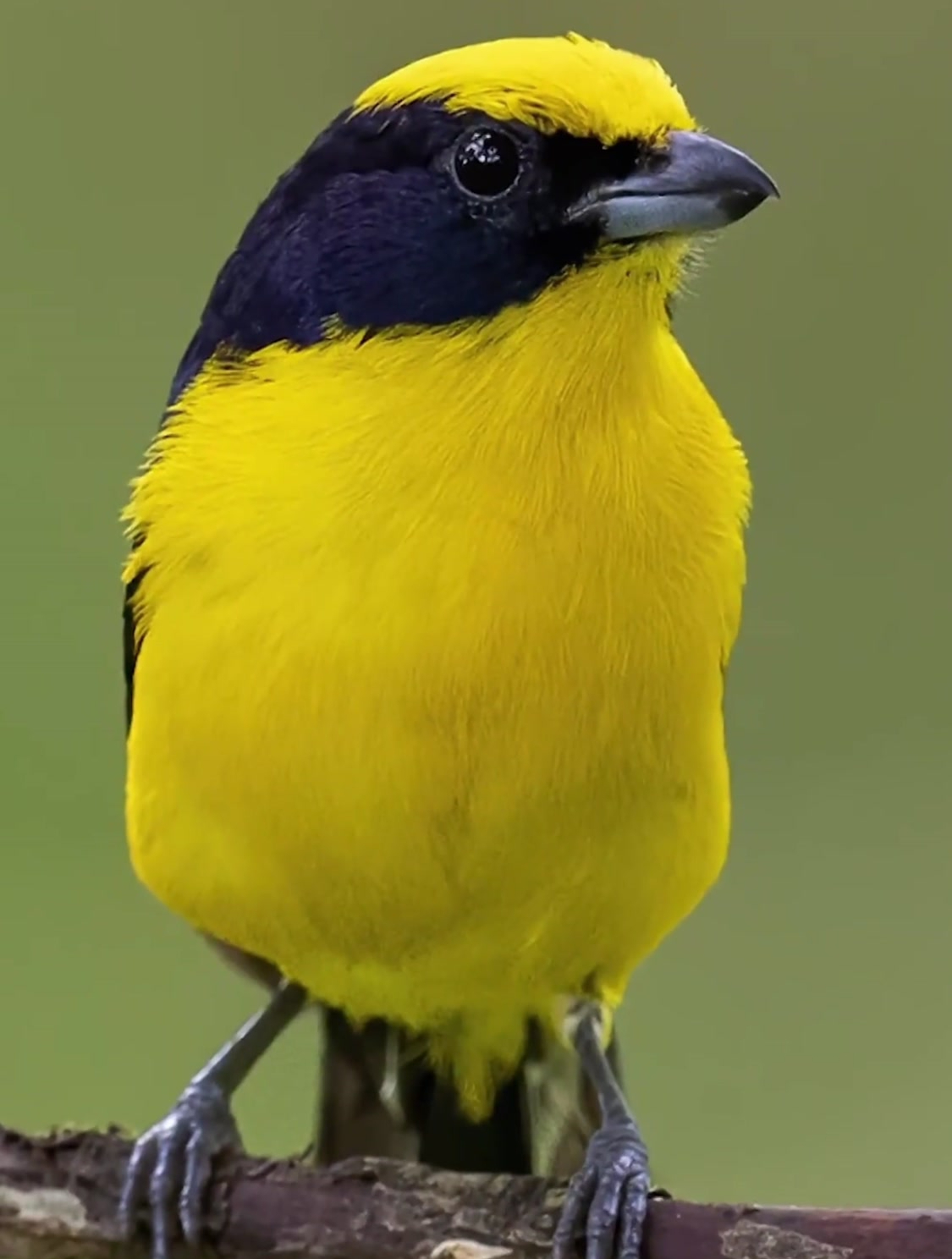 这次去南美洲寻找珍贵的鸟种,拍到了身穿李小龙衣服的小鸟