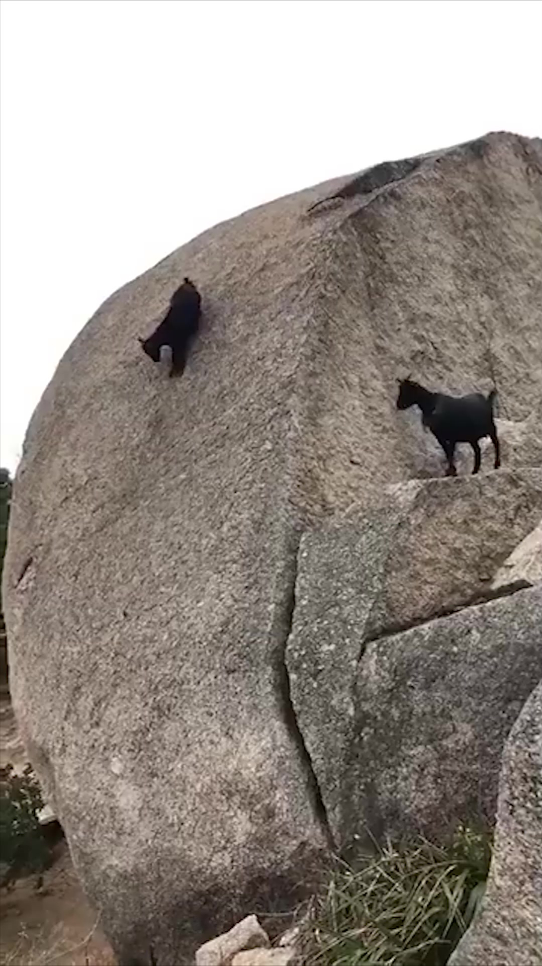 山羊的爬山能力着实让人惊叹